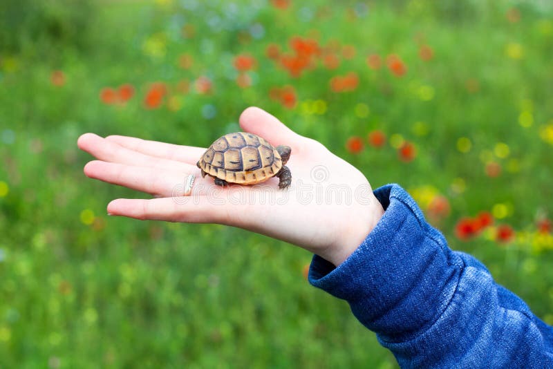 Kleines Schildkrötenjunges auf dem weiblichen Handhintergrundgrüngebiet mit mehrfarbigem Blumennahaufnahmemakro lizenzfreie stockfotos Kleines Schildkrötenjunges auf dem weiblichen Handhintergrundgrüngebiet mit mehrfarbigem Blumennahaufnahmemakro lizenzfreie stockfotos