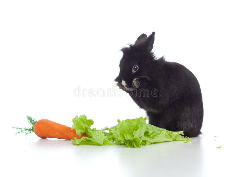 Kleines schwarzes Kaninchen mit Karotte und Kopfsalat lizenzfreies stockfoto Kleines schwarzes Kaninchen mit Karotte und Kopfsalat lizenzfreies stockfoto