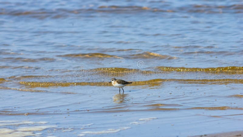 Kleines Stelzvogelwatvögel Zwergstrandläufer oder Calidris minuta an der Seeküstenlinie, selektiver Fokus, flacher DOF stockfotos Kleines Stelzvogelwatvögel Zwergstrandläufer oder Calidris minuta an der Seeküstenlinie, selektiver Fokus, flacher DOF stockfotos