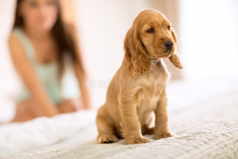 Kleines Welpe Cocker spaniel-Rennen sitzen auf Mädchenbett stockfotografie Kleines Welpe Cocker spaniel-Rennen sitzen auf Mädchenbett stockfotografie