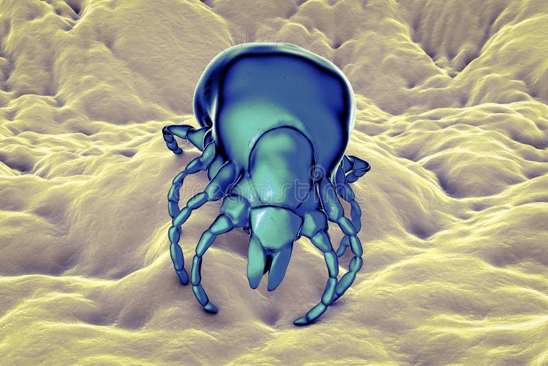 Kleszczowy Ixodes, członkonóg odpowiedzialny dla przekazu bakterii Borrelia burgdorferi ilustracja wektor Kleszczowy Ixodes, członkonóg odpowiedzialny dla przekazu bakterii Borrelia burgdorferi ilustracja wektor