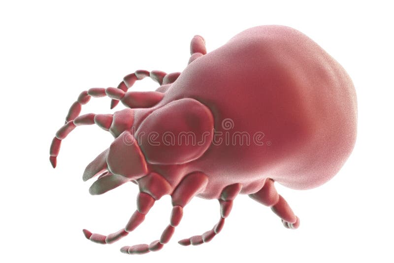 Kleszczowy Ixodes, członkonóg odpowiedzialny dla przekazu Lyme choroba ilustracji Kleszczowy Ixodes, członkonóg odpowiedzialny dla przekazu Lyme choroba ilustracji