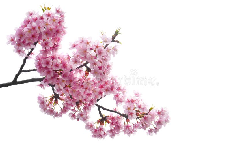 Kletterweg, in der Nähe von rosa Kirschblütenzweig oder Sakura Blumen isoliert auf weißem Hintergrund, kopieren Sie Platz.