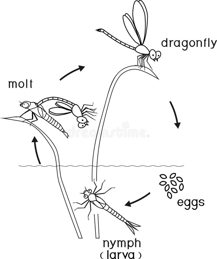 Coloring page. Life cycle of dragonfly isolated on white background. Coloring page. Life cycle of dragonfly isolated on white background