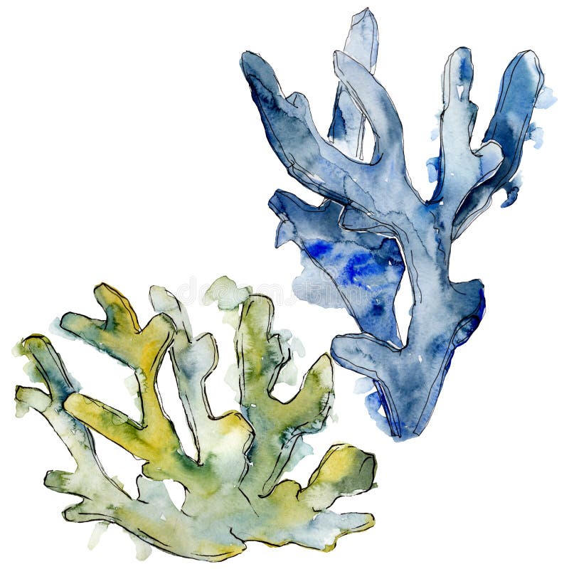 Kleurrijk aquatisch onderwateraardkoraalrif Van de achtergrond waterverf reeks Het geïsoleerde element van de koralenillustratie royalty-vrije illustratie Kleurrijk aquatisch onderwateraardkoraalrif Van de achtergrond waterverf reeks Het geïsoleerde element van de koralenillustratie royalty-vrije illustratie