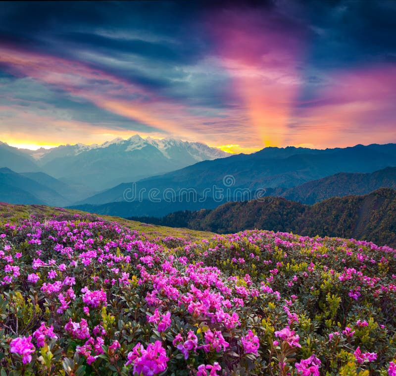 Kleurrijk de zomerlandschap met bloeiende rododendronbloemen royalty-vrije stock afbeeldingen Kleurrijk de zomerlandschap met bloeiende rododendronbloemen royalty-vrije stock afbeeldingen