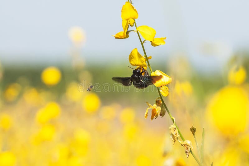 Kleurrijk geel bloemengebied in helder zonlicht De bloemen van de Sunnhennep zijn in bloei, hommel en bij die terwijl het verzame royalty-vrije stock afbeeldingen Kleurrijk geel bloemengebied in helder zonlicht De bloemen van de Sunnhennep zijn in bloei, hommel en bij die terwijl het verzame royalty-vrije stock afbeeldingen