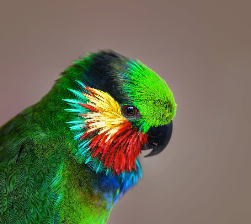 Portrait of Edwards Fig Parrot (Psittaculirostris edwardsii). Portrait of Edwards Fig Parrot (Psittaculirostris edwardsii)