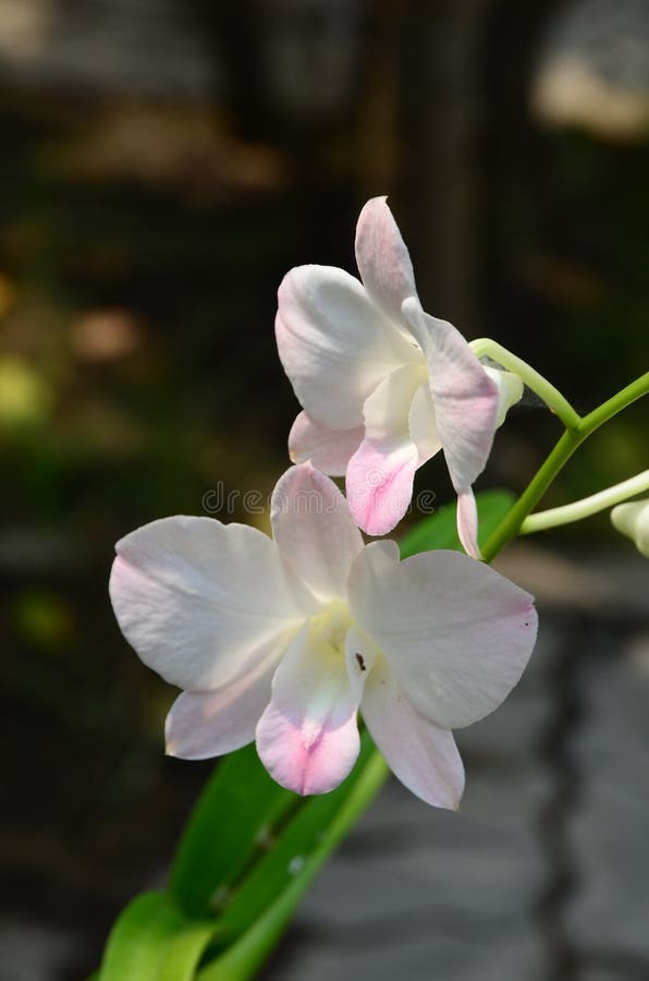 Kleurrijke bloemen in aard Phalaenopsis van de orchidee stock afbeelding Kleurrijke bloemen in aard Phalaenopsis van de orchidee stock afbeelding