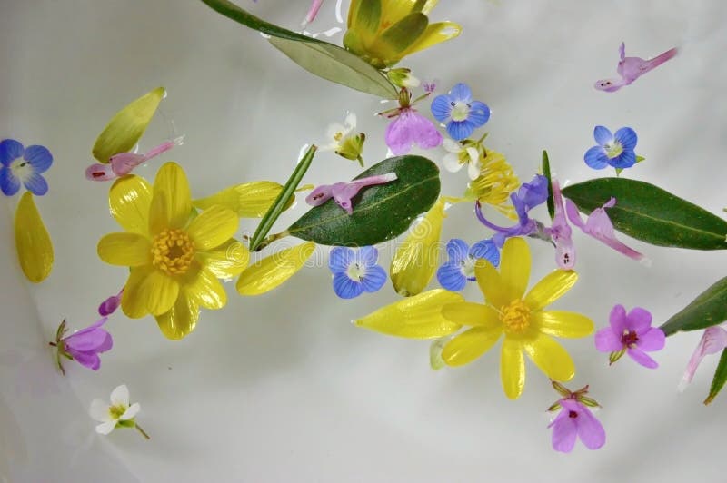 Kleurrijke bloemen die op de waterspiegel drijven royalty-vrije stock fotografie Kleurrijke bloemen die op de waterspiegel drijven royalty-vrije stock fotografie