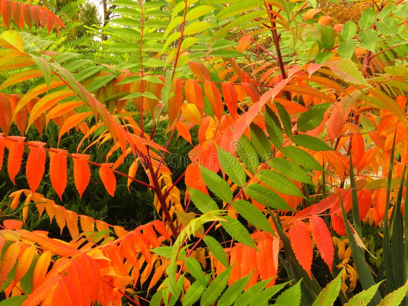 Kleurrijke boomstruiken bladeren in het najaar Welkom eerste herfstdagen Levendige rode, groene, oranje en gele kleuren stock afbeelding Kleurrijke boomstruiken bladeren in het najaar Welkom eerste herfstdagen Levendige rode, groene, oranje en gele kleuren stock afbeelding