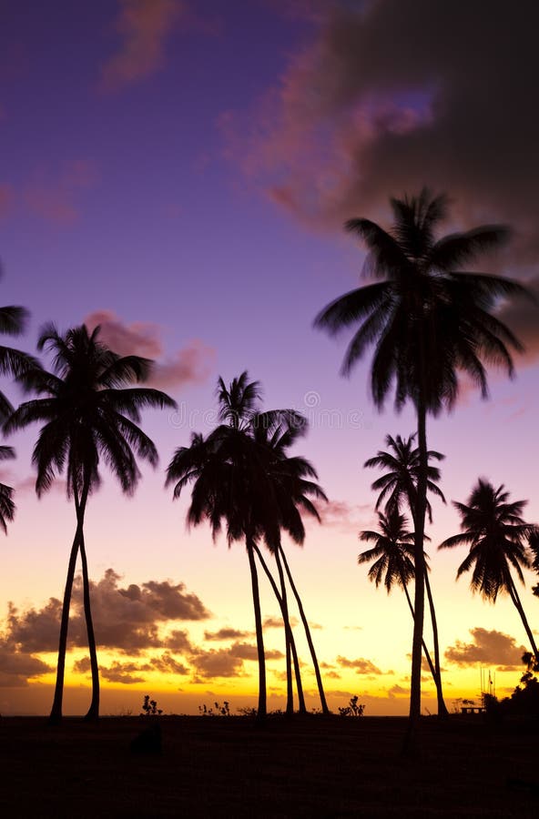 Kleurrijke Caraïbische Zonsondergang en Palmen, Antigua stock afbeeldingen Kleurrijke Caraïbische Zonsondergang en Palmen, Antigua stock afbeeldingen