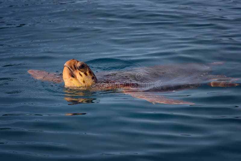 Kleurrijke caretta die van zeeschildpadcaretta in het azuurblauwe overzees in het Eiland van Zakynthos, Griekenland zwemmen Blauw royalty-vrije stock afbeeldingen Kleurrijke caretta die van zeeschildpadcaretta in het azuurblauwe overzees in het Eiland van Zakynthos, Griekenland zwemmen Blauw royalty-vrije stock afbeeldingen
