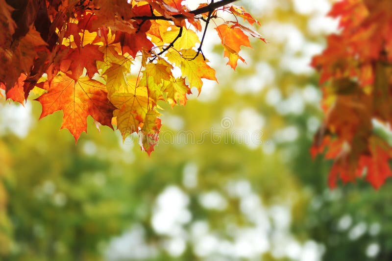 kleurrijke de herfstbladeren in het park stock afbeelding kleurrijke de herfstbladeren in het park stock afbeelding