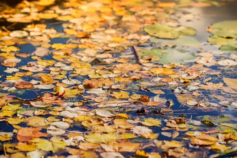 Kleurrijke de herfstbladeren op koud blauw water met zonbezinningen, gouden mozaïek, vage achtergrond royalty-vrije stock foto Kleurrijke de herfstbladeren op koud blauw water met zonbezinningen, gouden mozaïek, vage achtergrond royalty-vrije stock foto