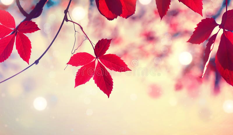 Kleurrijke de herfstbladeren over vage aardachtergrond stock afbeeldingen Kleurrijke de herfstbladeren over vage aardachtergrond stock afbeeldingen