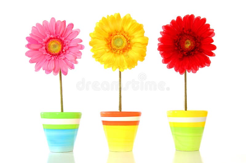 Kleurrijke de lentebloemen stock foto Kleurrijke de lentebloemen stock foto