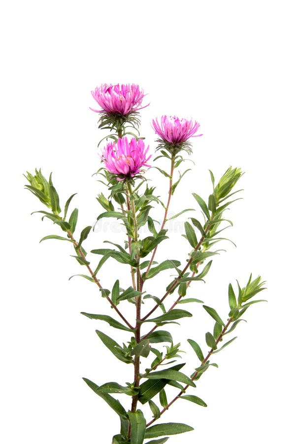 Kleurrijke die asterbloemen op witte achtergrond worden geïsoleerd royalty-vrije stock afbeeldingen Kleurrijke die asterbloemen op witte achtergrond worden geïsoleerd royalty-vrije stock afbeeldingen