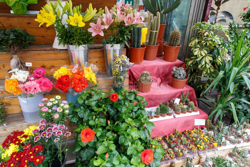 Kleurrijke mooie bloemen van een winkel stock foto Kleurrijke mooie bloemen van een winkel stock foto