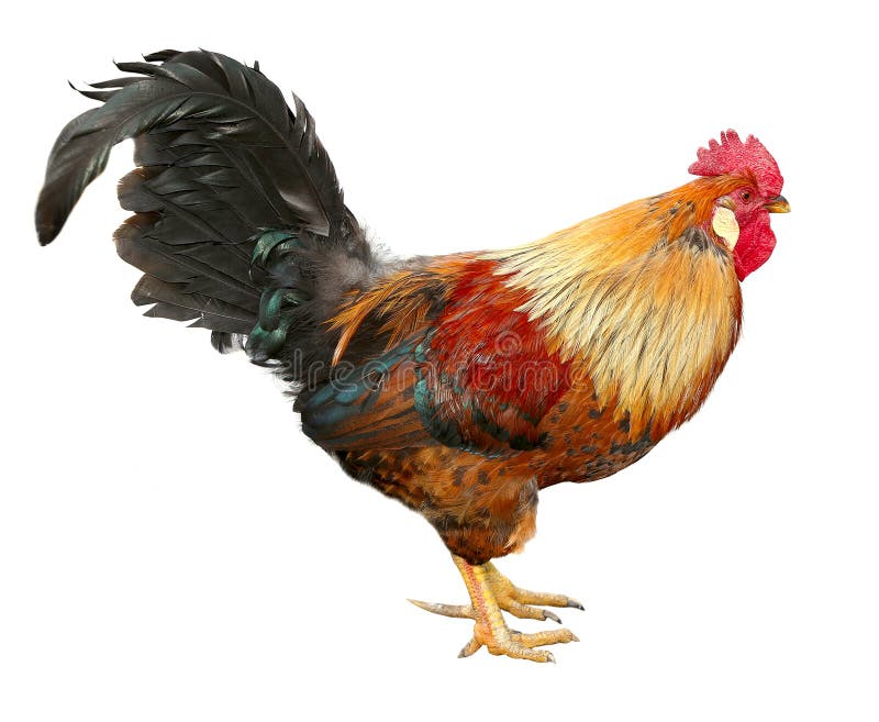 Kleurrijke mooie mannelijke die haan op witte achtergrond wordt geïsoleerd stock foto Kleurrijke mooie mannelijke die haan op witte achtergrond wordt geïsoleerd stock foto