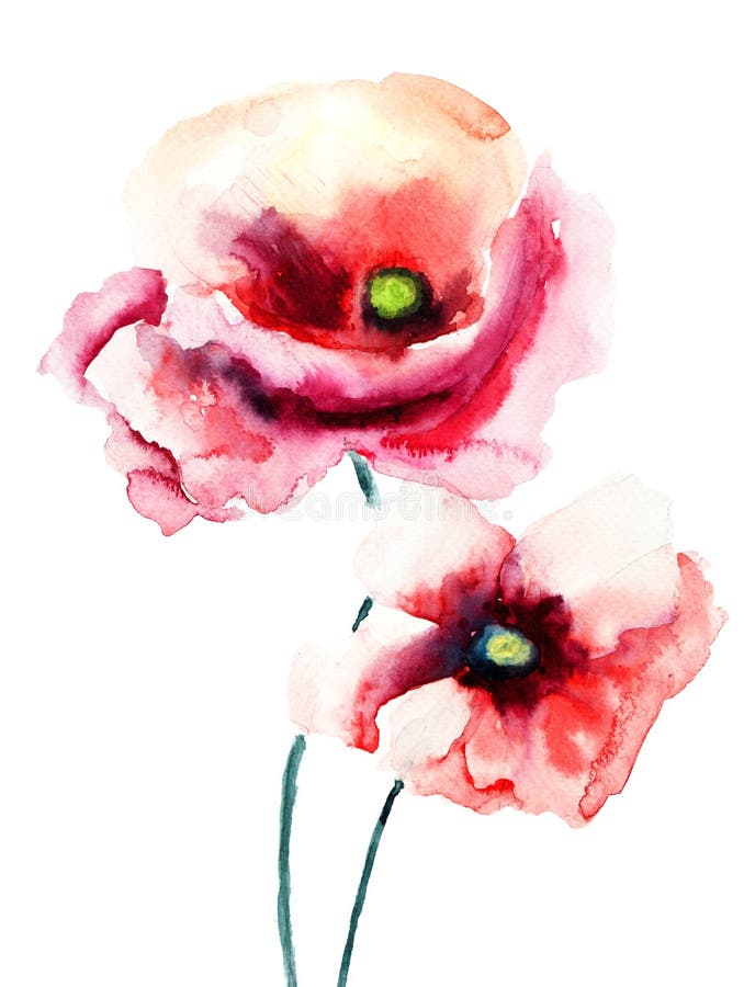 Colorful poppy flowers, watercolor illustration. Colorful poppy flowers, watercolor illustration