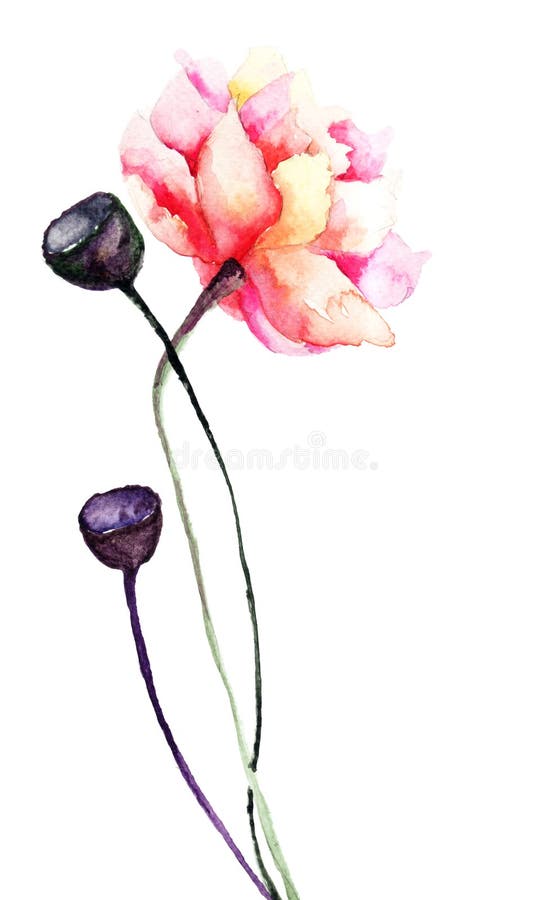 Colorful Poppy flowers, watercolor illustration. Colorful Poppy flowers, watercolor illustration