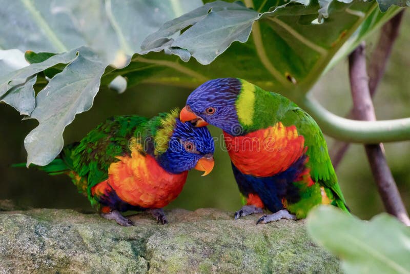 Colorful dwarf parrots also known as lovebirds scratching each others heads. Colorful dwarf parrots also known as lovebirds scratching each others heads