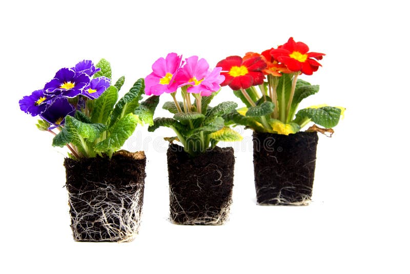 Kleurrijke primulabloem stock fotografie