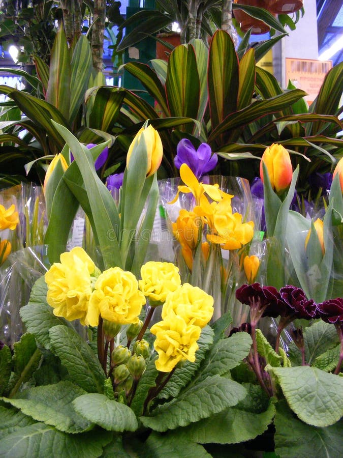 Kleurrijke regeling van de Lentebloemen, Pasen-achtergrond royalty-vrije stock fotografie Kleurrijke regeling van de Lentebloemen, Pasen-achtergrond royalty-vrije stock fotografie