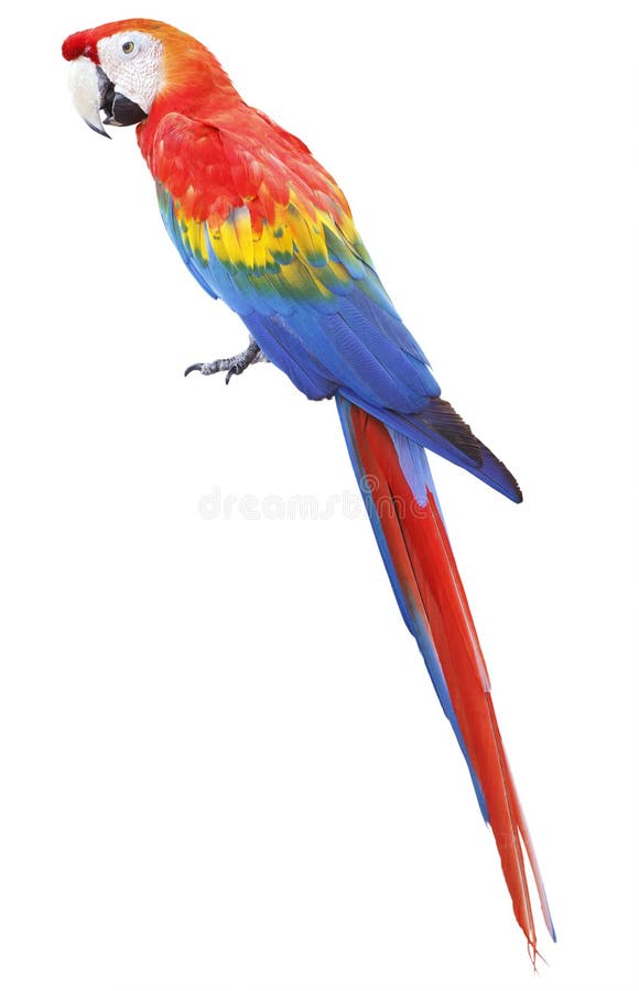 Kleurrijke rode papegaaiara