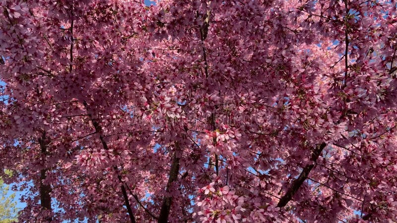 Kleurrijke roze kersen bloesems in lentevideo