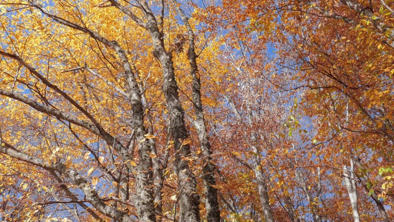 Kleurrijke treetops in herfstzonlicht in lichtwind, onderaanzicht