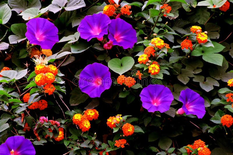 Garden detail with many colorful flowers. Garden detail with many colorful flowers