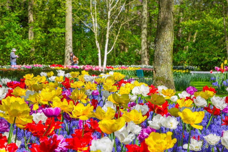 Kleurrijke Tulpen In De Keukenhof-tuin, Holland Stock ...