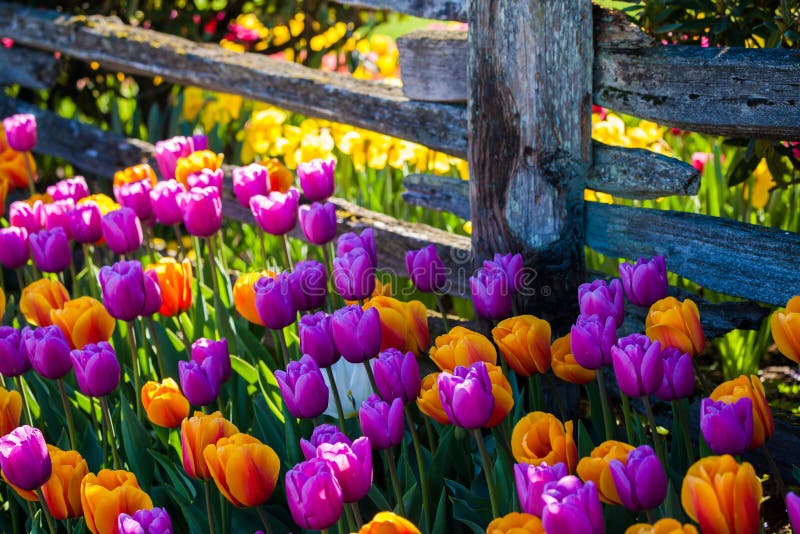 Kleurrijke tulpen langs een oude omheining royalty-vrije stock fotografie Kleurrijke tulpen langs een oude omheining royalty-vrije stock fotografie