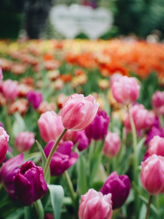Kleurrijke tulpenbloemen in de tuin Mooi boeket van tuli stock foto Kleurrijke tulpenbloemen in de tuin Mooi boeket van tuli stock foto