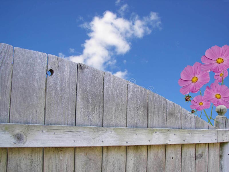 Cosmos flowers peeking over the backyard fence. Cosmos flowers peeking over the backyard fence.