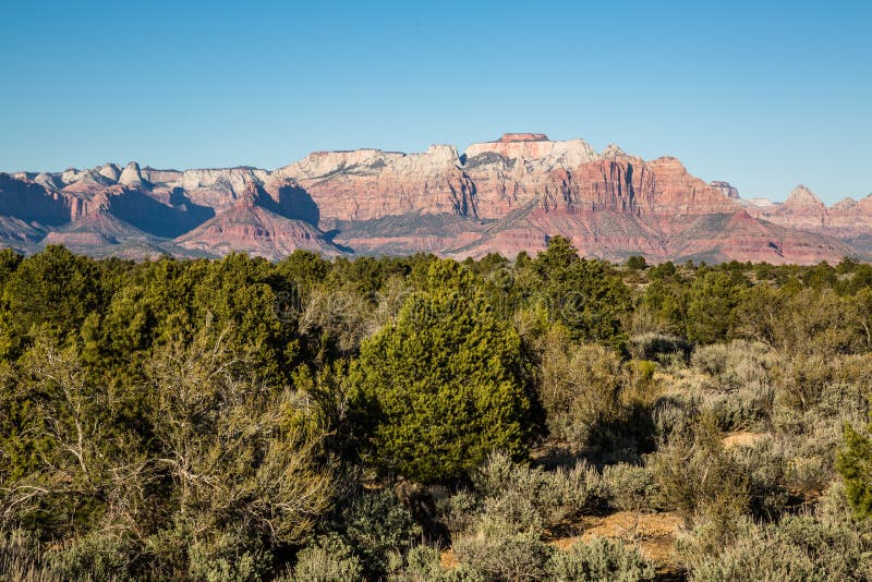 Green sagebrush, pinyon pine and juniper trees in spring below massive red rock cliffs of Zion National Park. Green sagebrush, pinyon pine and juniper trees in spring below massive red rock cliffs of Zion National Park