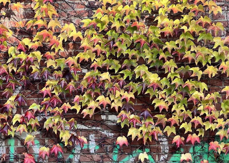 Klimplant in de herfst tegen een bakstenen muur stock fotografie