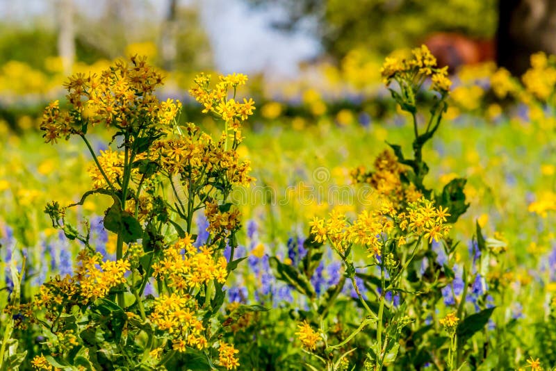 Klipp bladet Groundsel ljusa gula Texas Wildflower som är blandad med andra vildblommor fotografering för bildbyråer