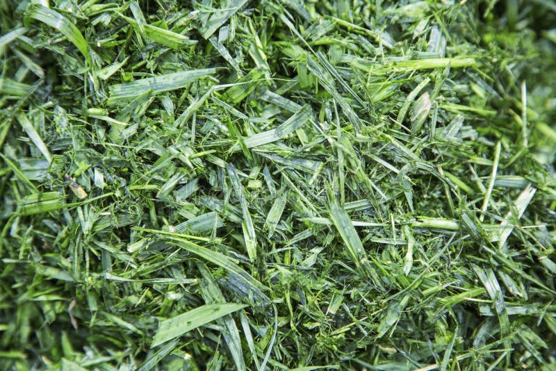 Klipp den mulched gräsurklipphögen arkivbild Klipp den mulched gräsurklipphögen arkivbild