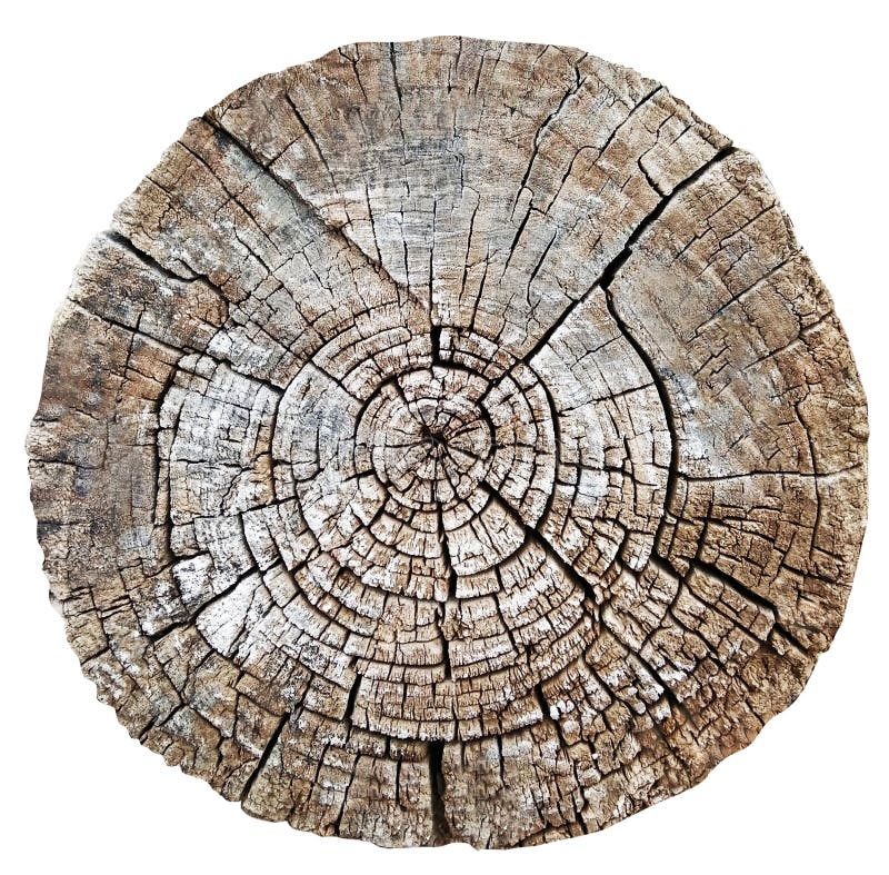 Klipp den wood stam- eller trädstubben royaltyfri bild Klipp den wood stam- eller trädstubben royaltyfri bild