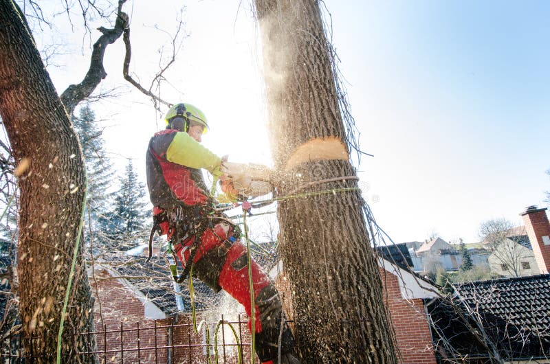 Klippa för Arboristman filialer med chainsawen och kastet på en jordning Arbetaren med hjälmen som arbetar på höjd på träden bråt fotografering för bildbyråer