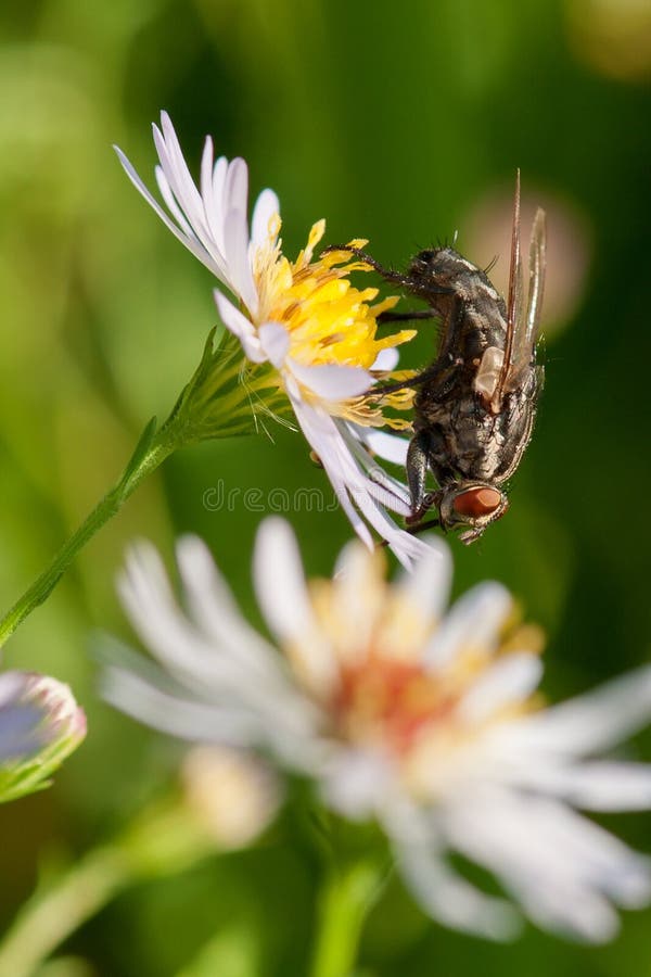 Klipskt sammanträde på en blomma - closeup arkivbilder Klipskt sammanträde på en blomma - closeup arkivbilder