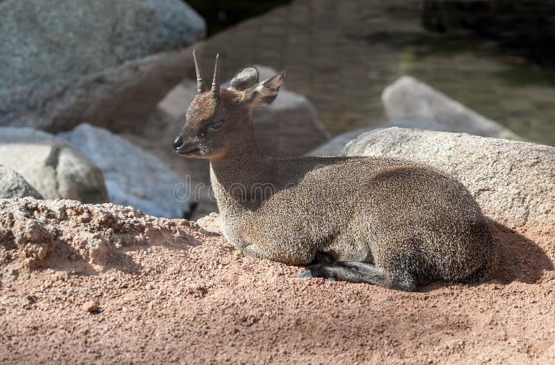Klipspringer |Antelope royalty free stock images