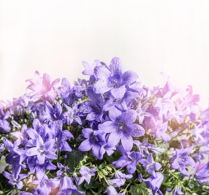 Klocka blommor på vit träbakgrund, slut upp royaltyfri bild Klocka blommor på vit träbakgrund, slut upp royaltyfri bild