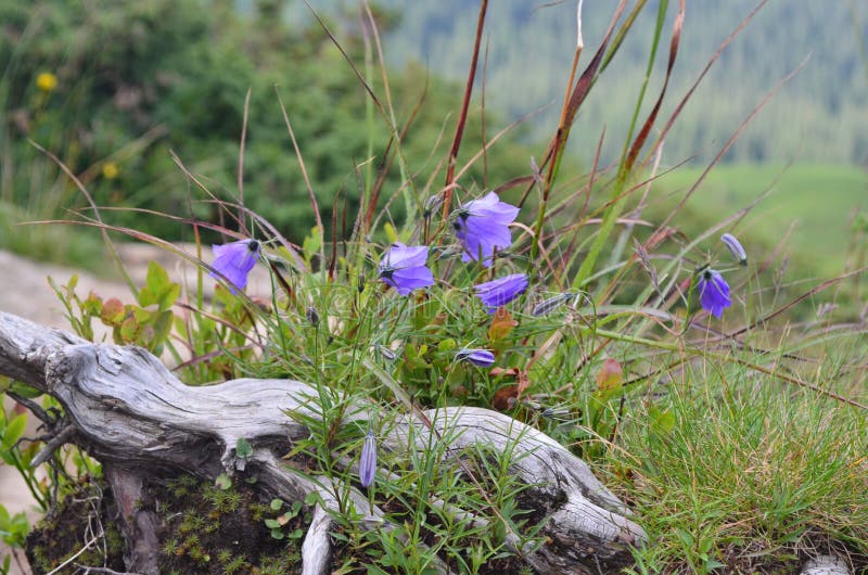 Klockblommaalpina royaltyfria foton Klockblommaalpina royaltyfria foton