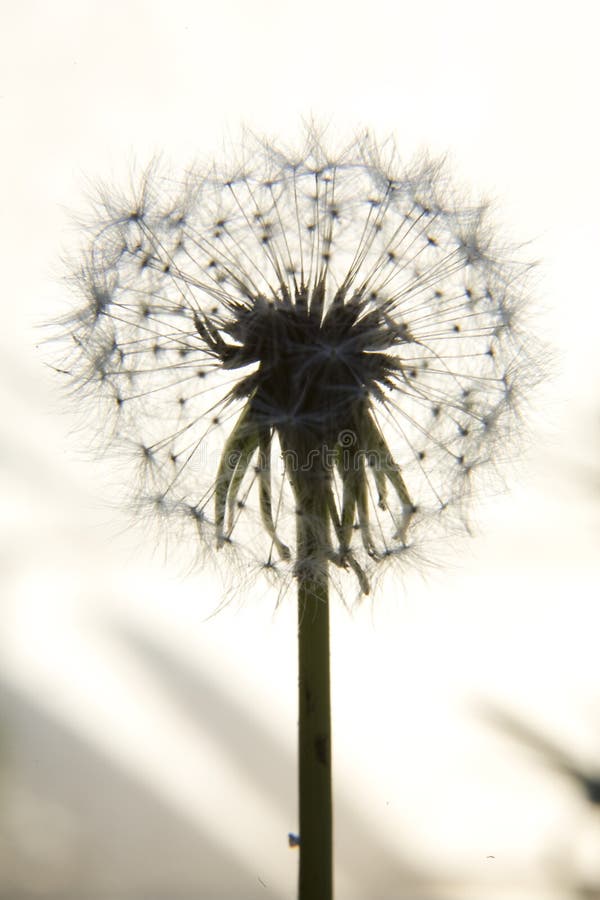 Muurdecoratie glas "Sunset" Foto op glas van een paardenbloem in pluis met een geweldige zonsondergang op de achterg… | Modern kunstwerk, Zonsondergangen, Kunstwerk