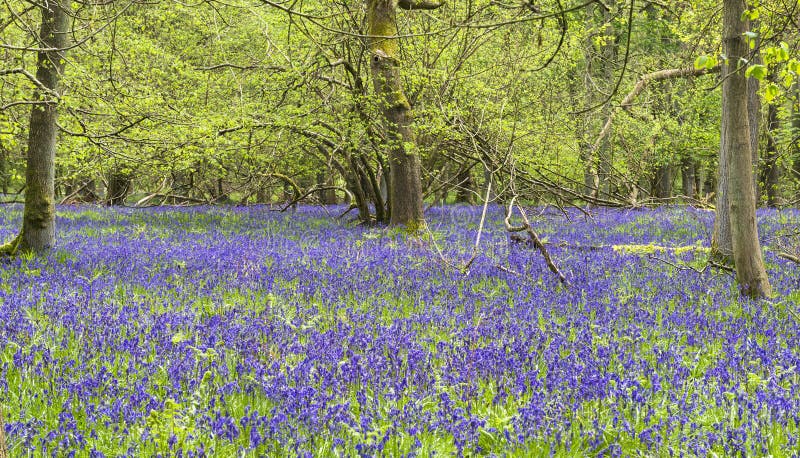Klokjes in de lentebos royalty-vrije stock afbeeldingen Klokjes in de lentebos royalty-vrije stock afbeeldingen