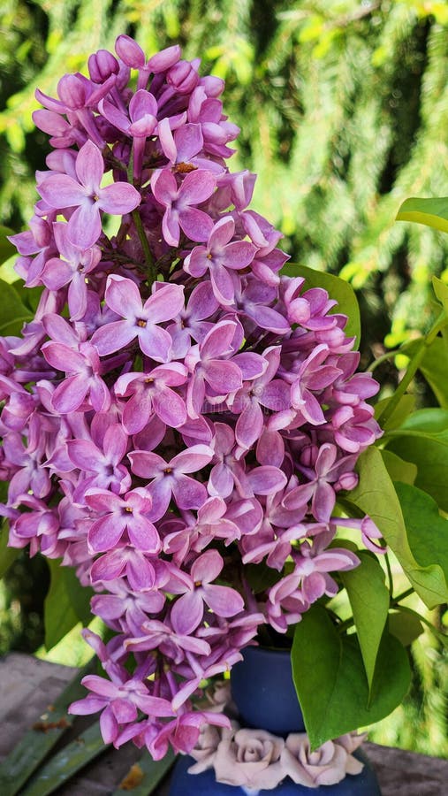 Klotsning av blomkål. Branches of lilac blooming bouquets of blommor in Spring. Lodrätt foto royaltyfri bild